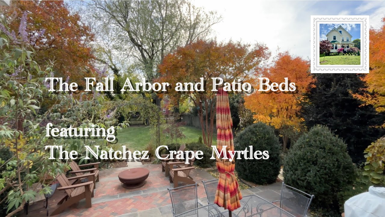 The Fall Arbor and Patio Beds featuring The Natchez Crape Myrtles #garden #fallfoliage