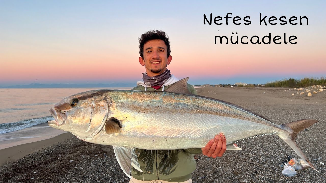 Canlı yem ile kıyıdan dev kuzu avı !! / Landbased giant amberjack fishing