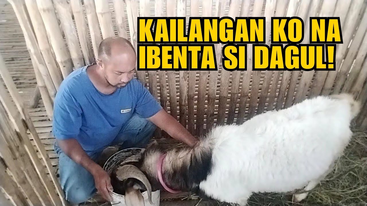KAILANGAN KO NA IBENTA SI DAGUL!