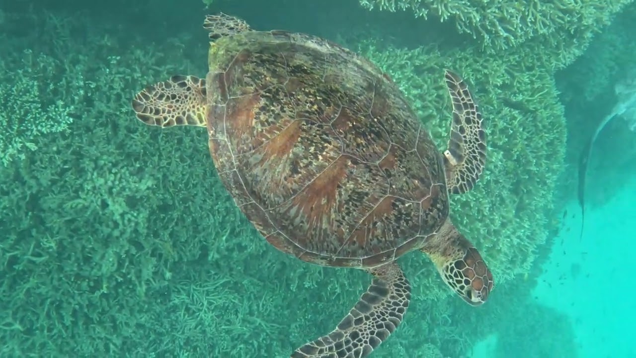 Snorkeling with Green Turtles on Heron Island, Australia
