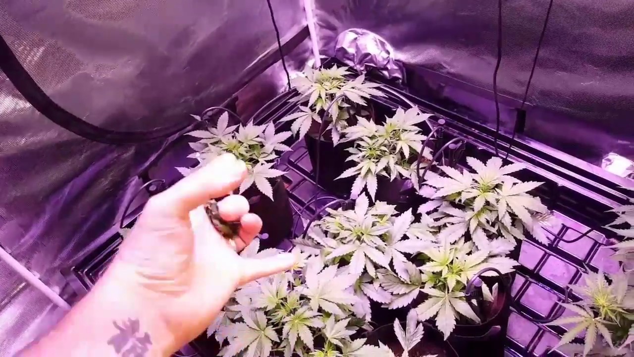 Day 38 autoflower frosty grow - Mephisto with Perfect Sun LED COB