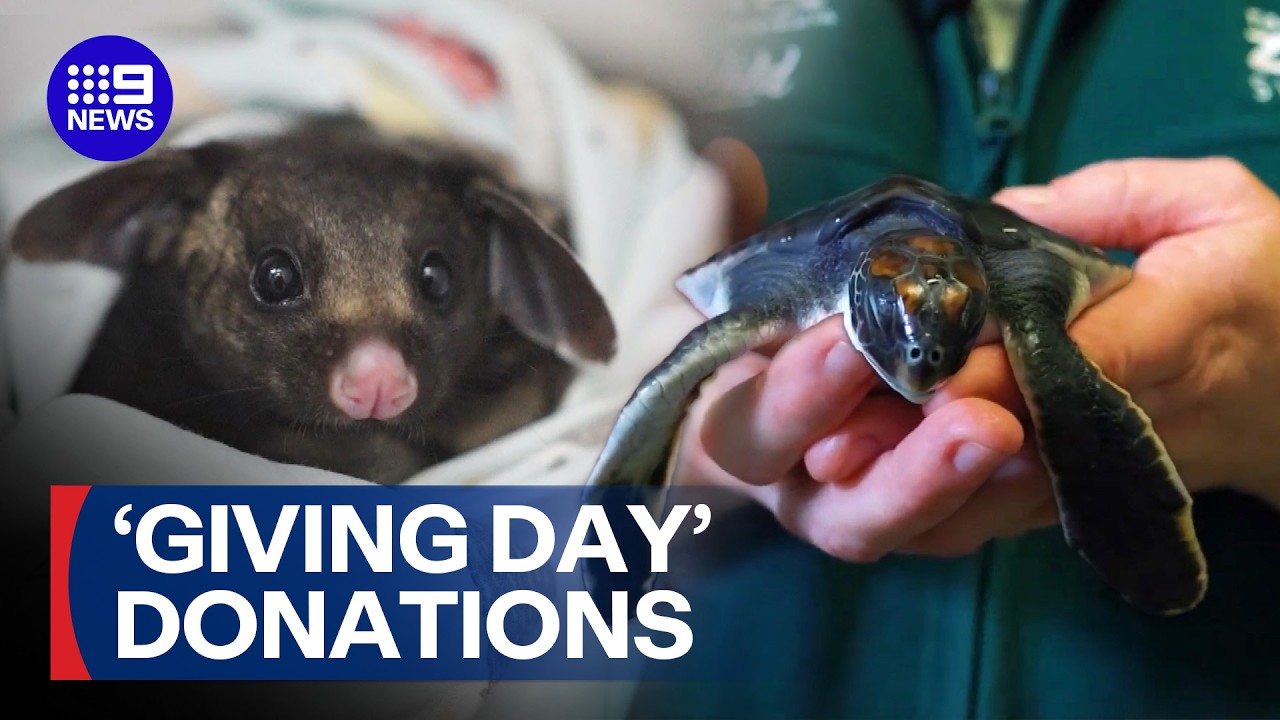 New medical facility for treating Australian wildlife to open | 9 News Australia