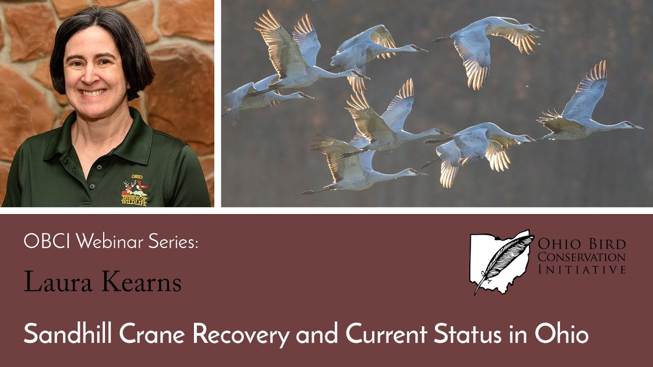 OBCI Webinar Series - Laura Kearns - Sandhill Crane Recovery and Current Status in Ohio