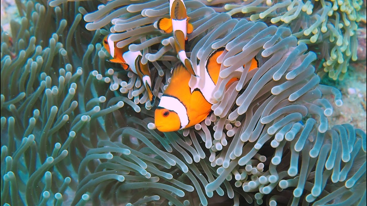 Diving in Koh Haa, Krabi - Thailand 🇹🇭