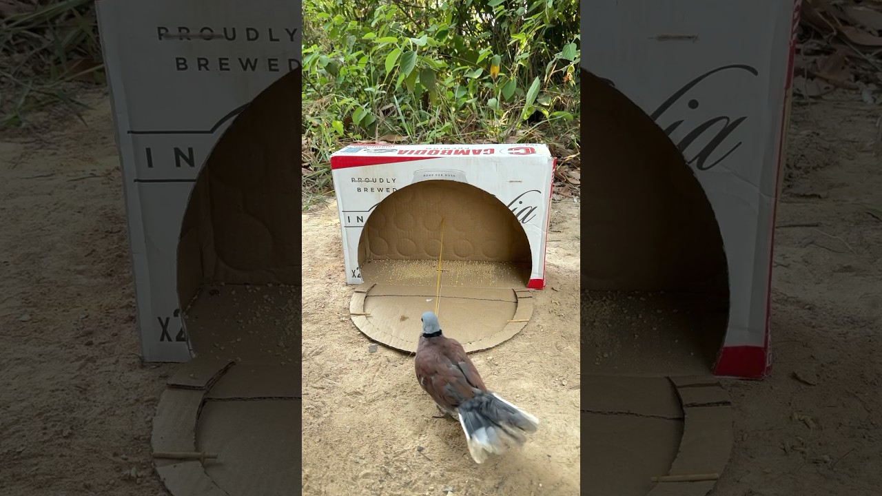 Experiment bird trap using cardboard with hole #shorts #birds #trap