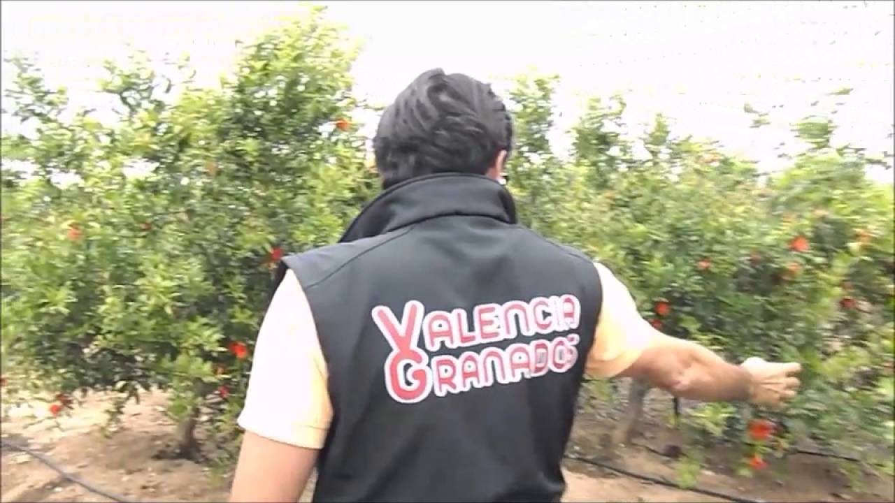 PODA GRANADO WONDERFUL