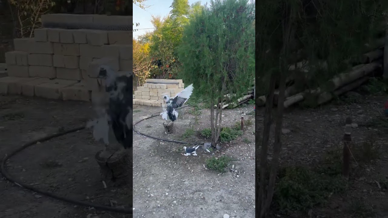 Super oynaq g&ouml;yərcinlər quşlar bərdə