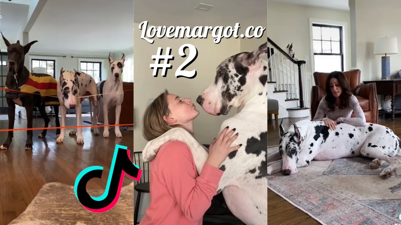 🤩Great Dane Dogs are the Funniest Breed - Funny Video Compilation #2