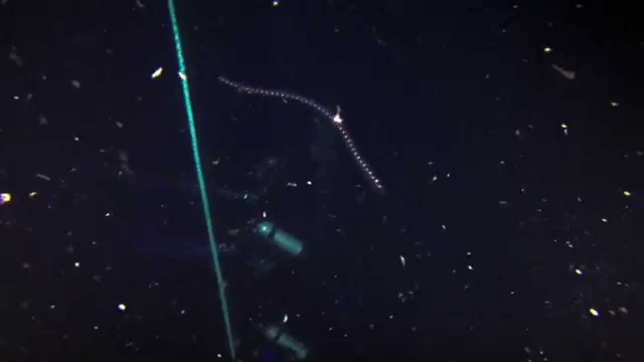 Pelagic Magic Dive