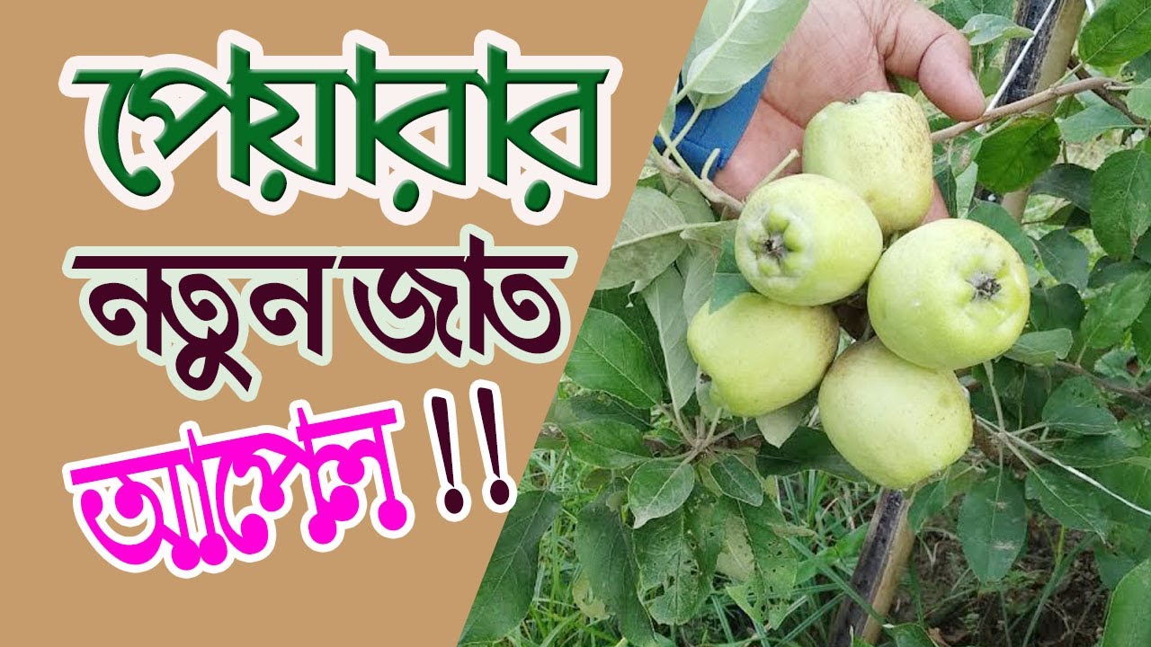 আপেল জাতের পেয়ারার ফলন শীতকালে সবথেকে বেশি হয় | Krishi Desh |  01910-931434