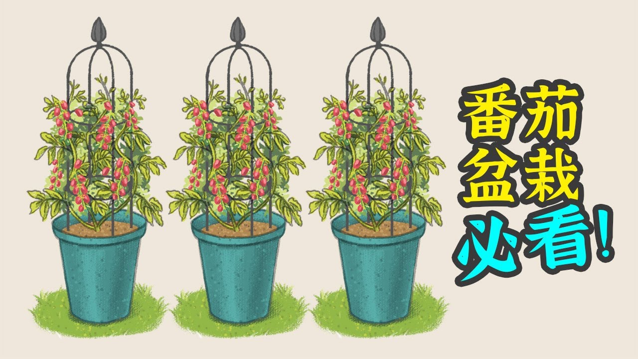 揭秘技巧：在家种植番茄的最佳盆栽大小！