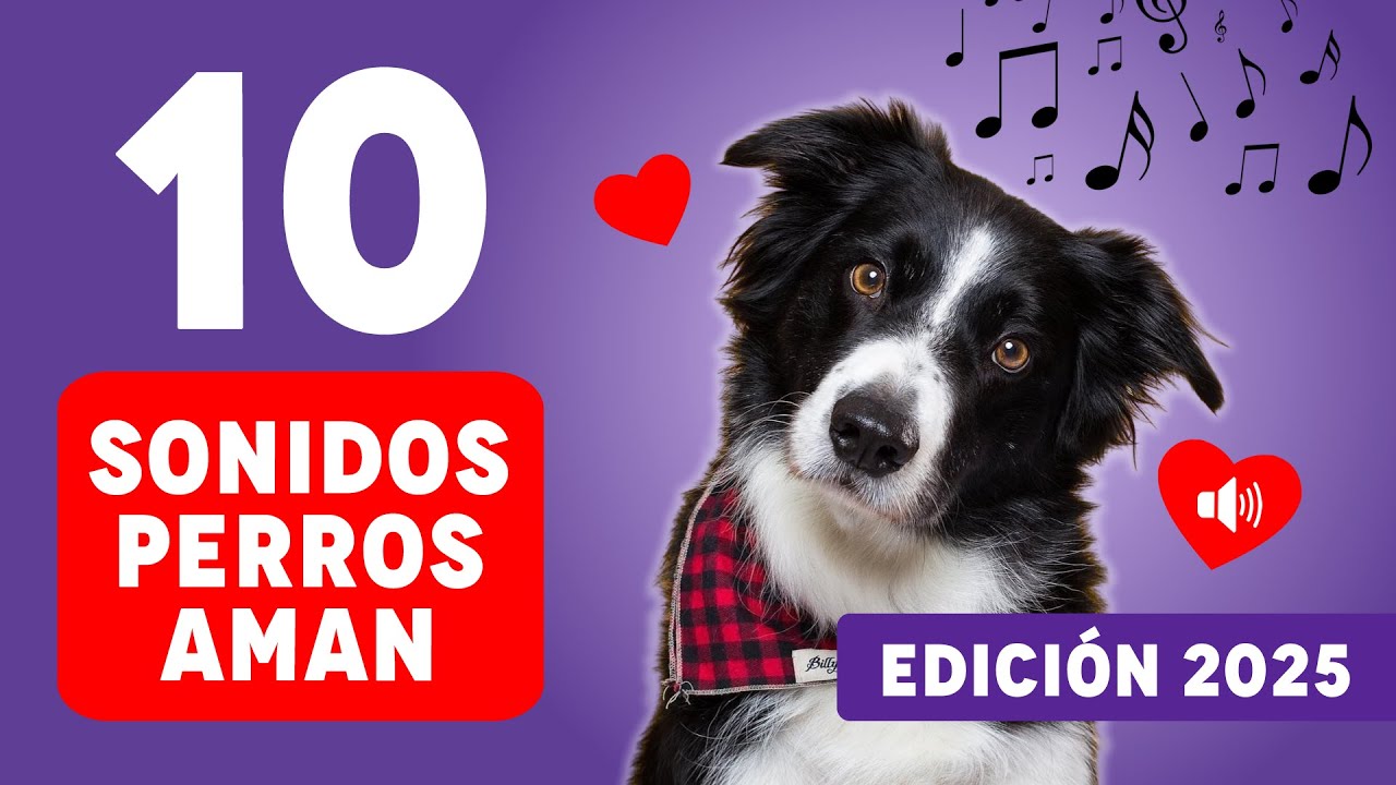 10 Sonidos Perros Aman ❤️ Ruidos para Tu Perro