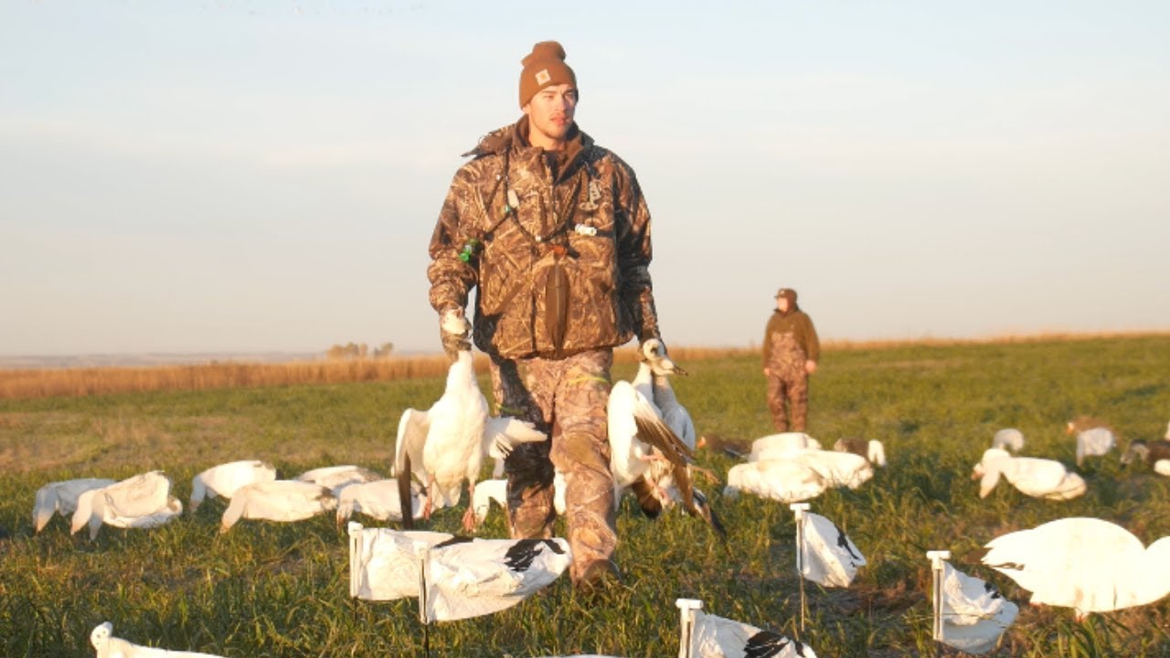 North Dakota Snow Goose Hunt