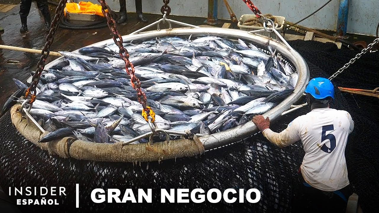 7 de las Comidas de mar más Falsificadas del Mundo | Gran Negocio | Insider Español
