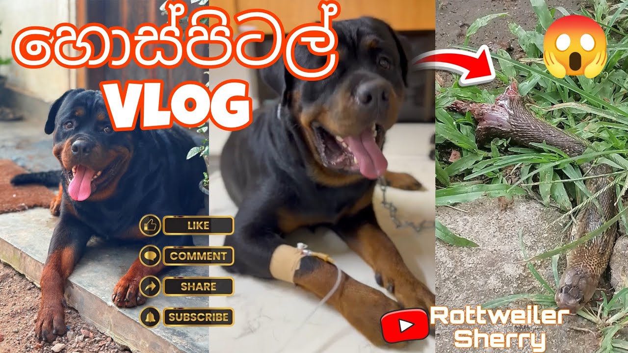 මට වෙච්ච දෙයක් 😶😶 | හොස්පිටල් ගියා 🥴Dog Diaries Sri Lanka 
