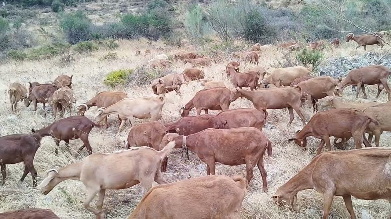 الاجواء ديال الشتاء والجو بارد في هاد المزرعة والمشكل ماعدناش الكوري فين اتخزن الماعز الله اصوب 