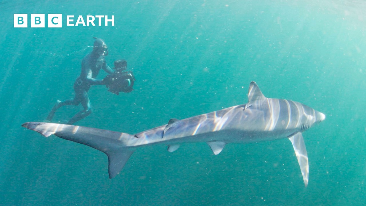 Searching for Creatures of the Deep | North Atlantic: The Dark Ocean | The Travel Edit