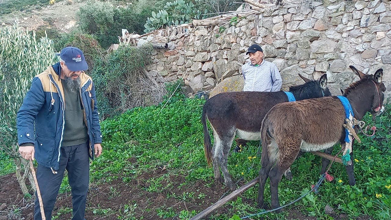 أمطار الخير تعيد الأمل للفلاحين من جديد ببني سيدال الجبل ولله الحمد.