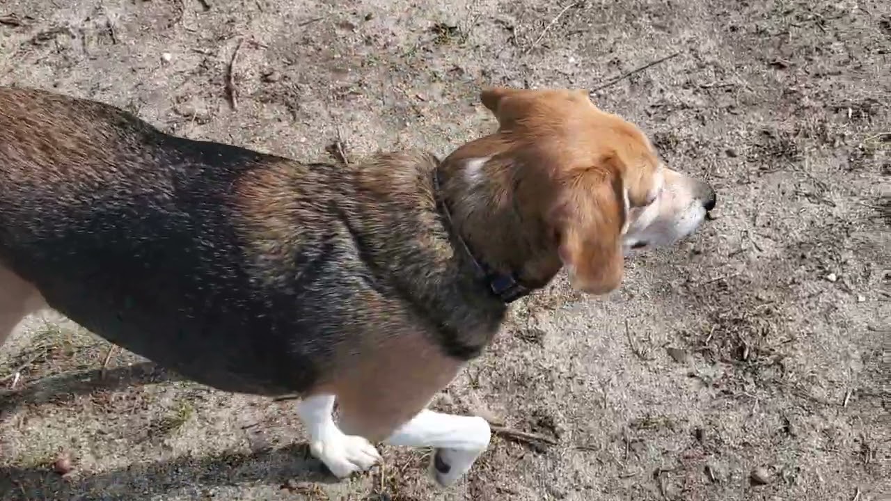 Emma, Scout & Sadie out for a morning stroll