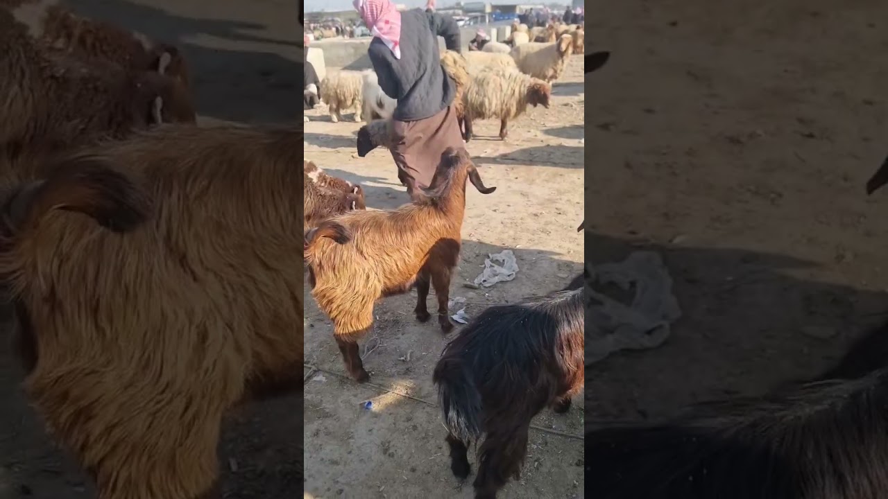 24  2  2026 تصوير عمر الهنداوي 00963988569610