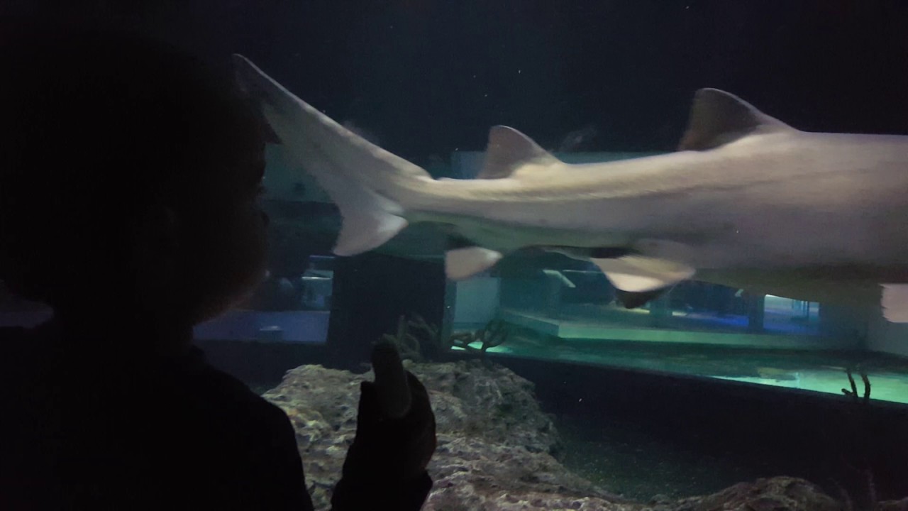 Meadow meets the sharks