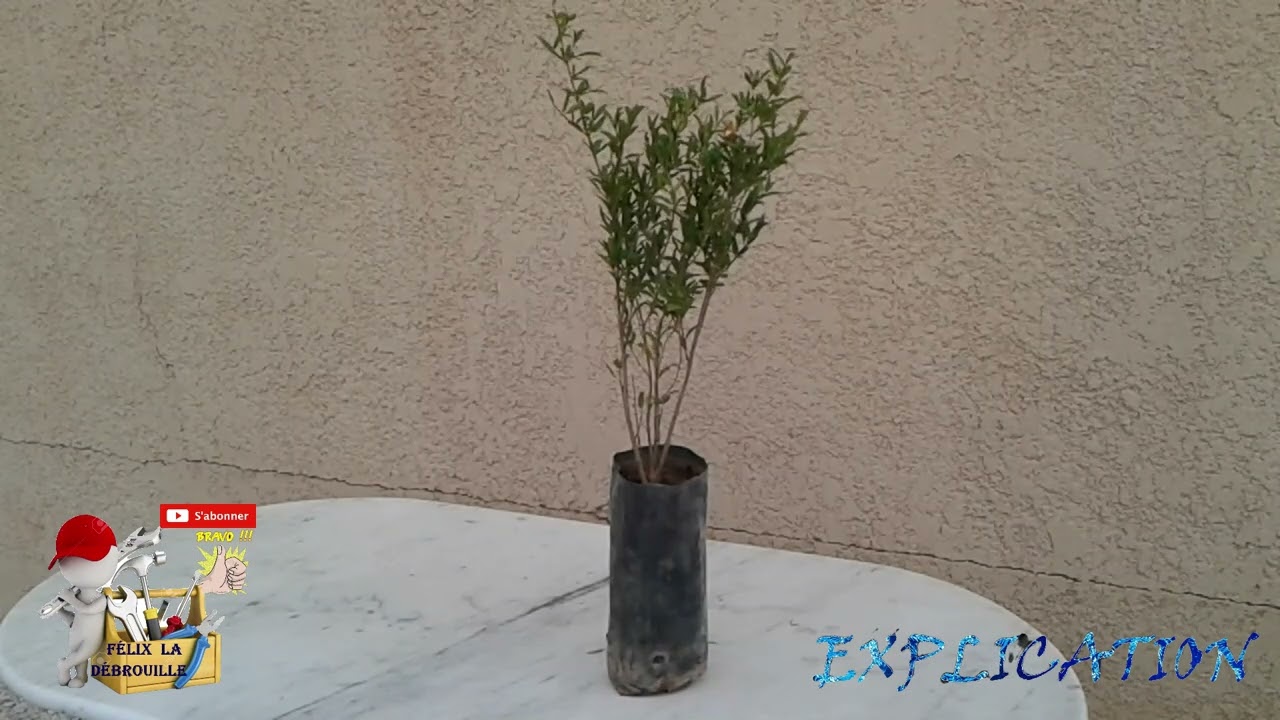 plantation, jardin