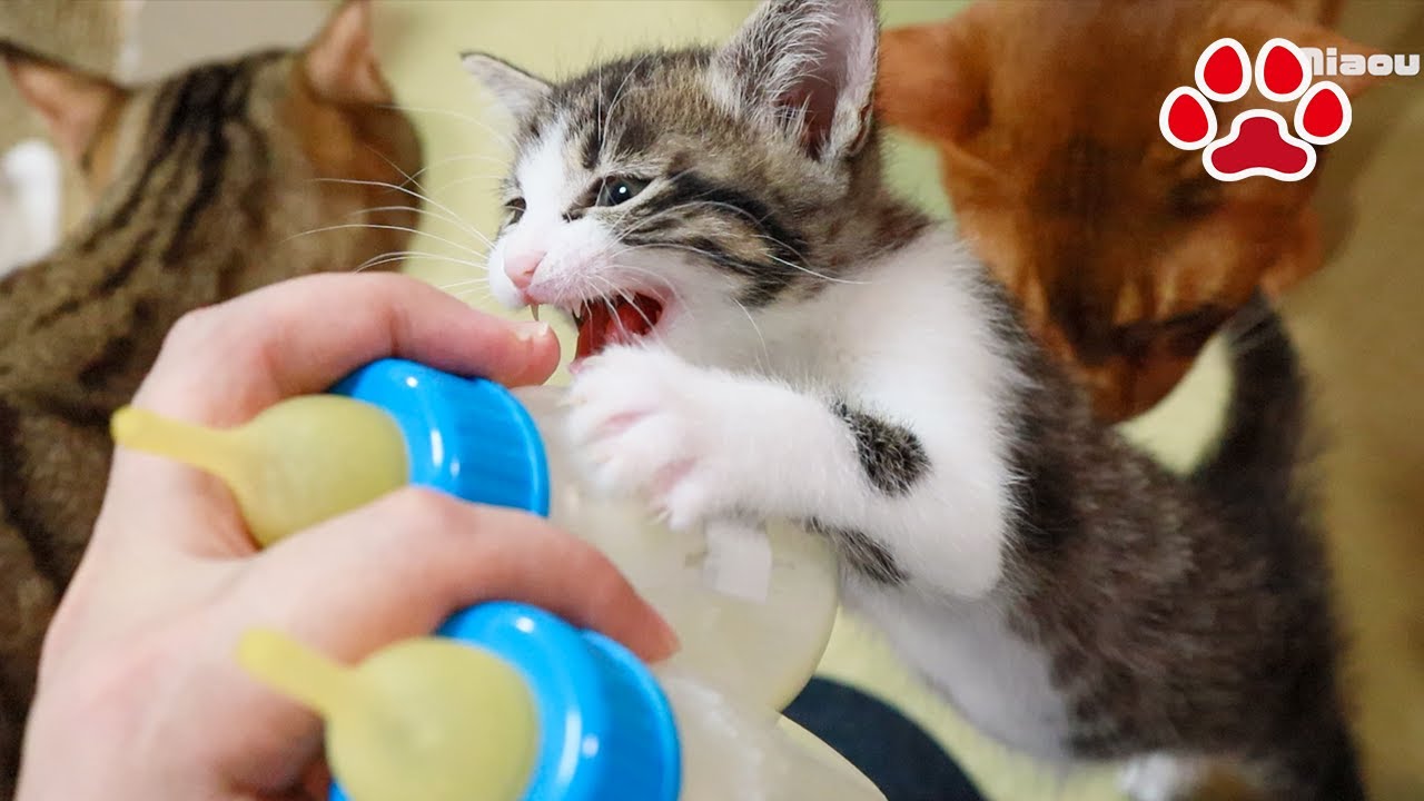 Дай мне молока, быстрее! Котенок громко просит【Aila ＆ Lucy】