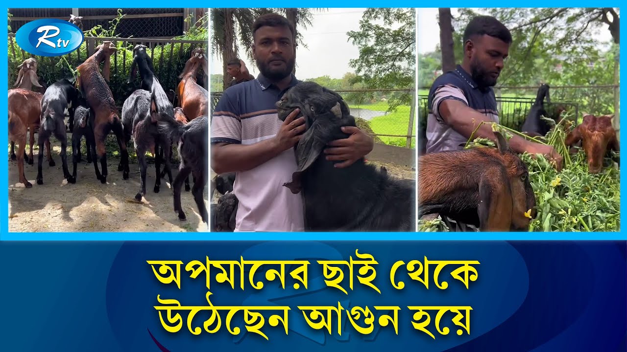 শিক্ষিত হয়েও ছাগলের ঘাস কাটেন এই তরুণ | Goat Farming Success | Master To Farmer | Rtv News
