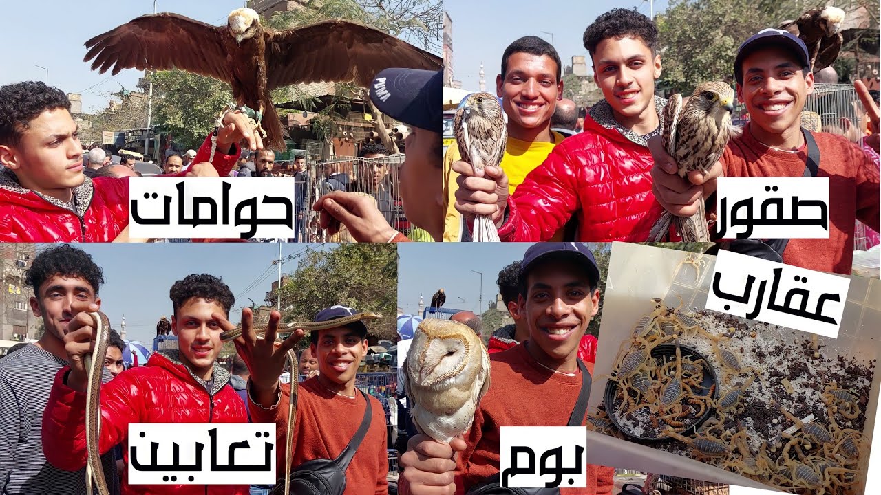 سوق الجمعة بالسيدة عائشة بالاسعار صقور بوم حوام عقارب تعابين حرابى سحالى ام اربعة واربعين و
