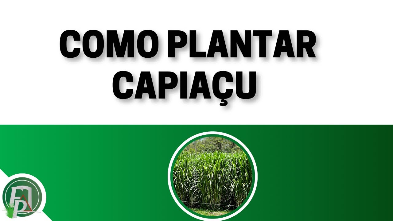 COMO PLANTAR CAPIAÇU