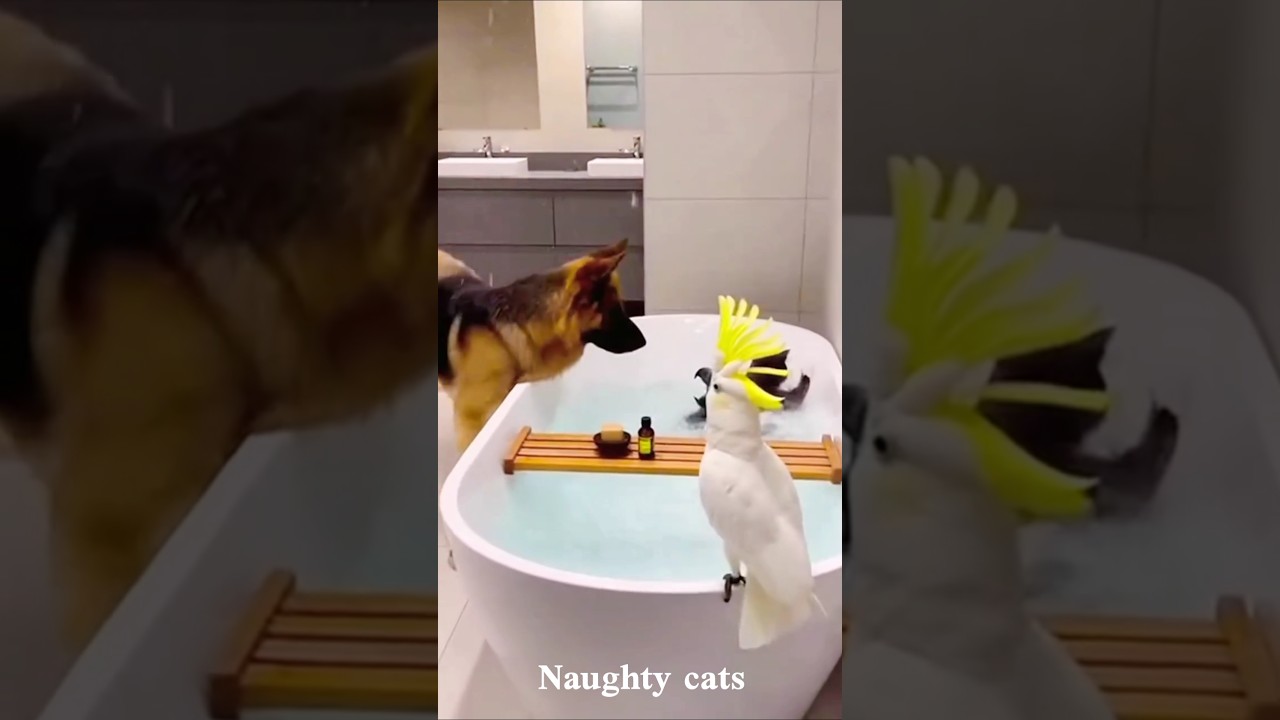 😂 Funniest Cats of 2026 | Try Not to Laugh Challenge! 🐱#funny #cat