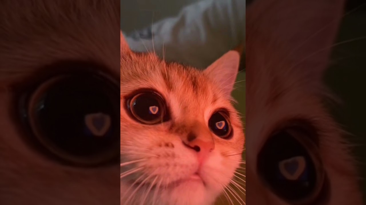 Perfect fără tine 😍(speed up)