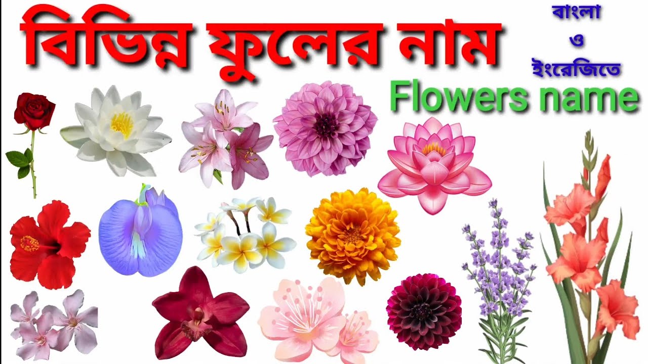 Flower Name/ বিভিন্ন ফুলের নাম বাংলা ও ইংরেজিতে / Flowers Name in Bengali and English