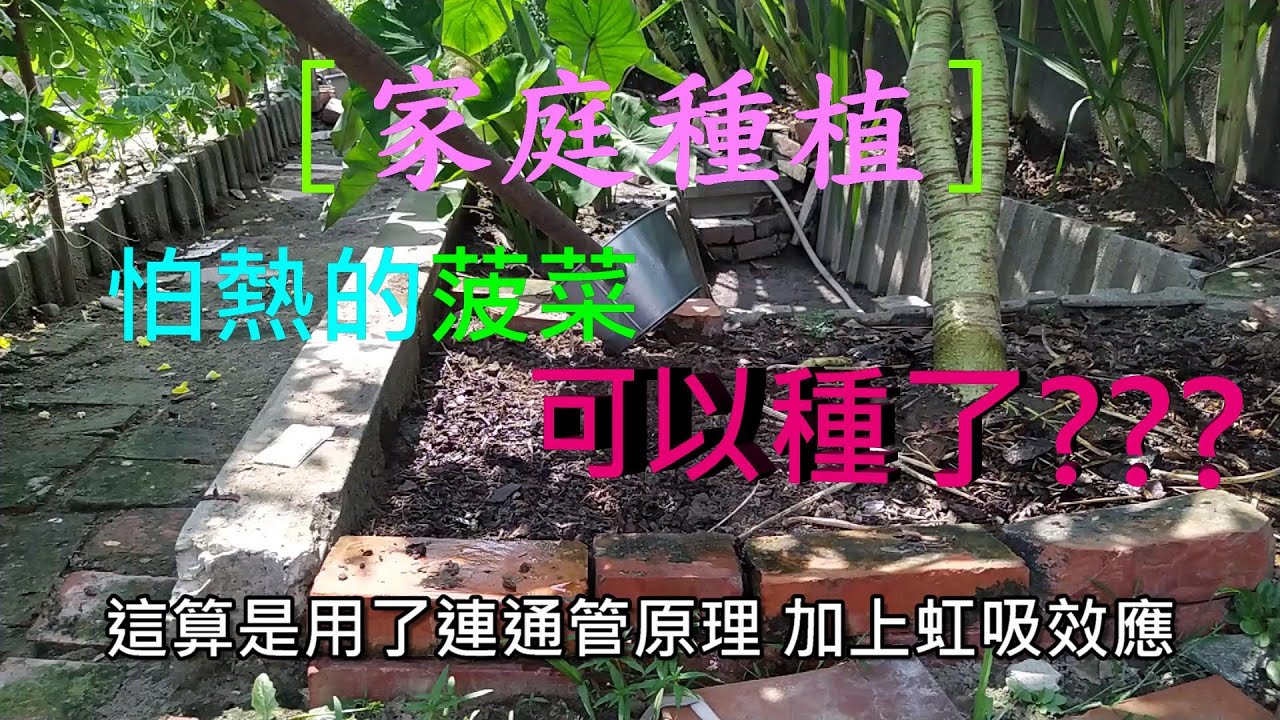 [家庭種植技巧] 04 菠菜種植 省錢省事的前導實驗 利用作物間彼此掩護 達到自然減少日照與降溫效果 不但美觀 還可提早種植...??.