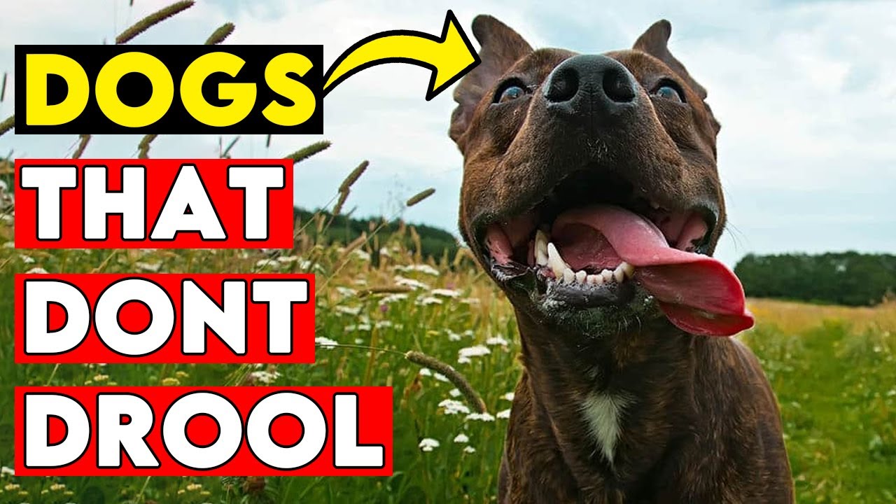 Large Dogs That Don't Drool