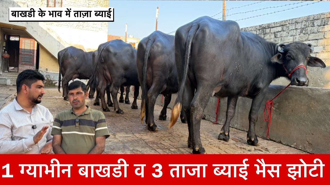 1 बाखडी व 3 ताजा ब्याई भैस झोटी बाखडी के भाव में ताज़ा ब्याई Sunil Sangatpura Jind Haryana ✅