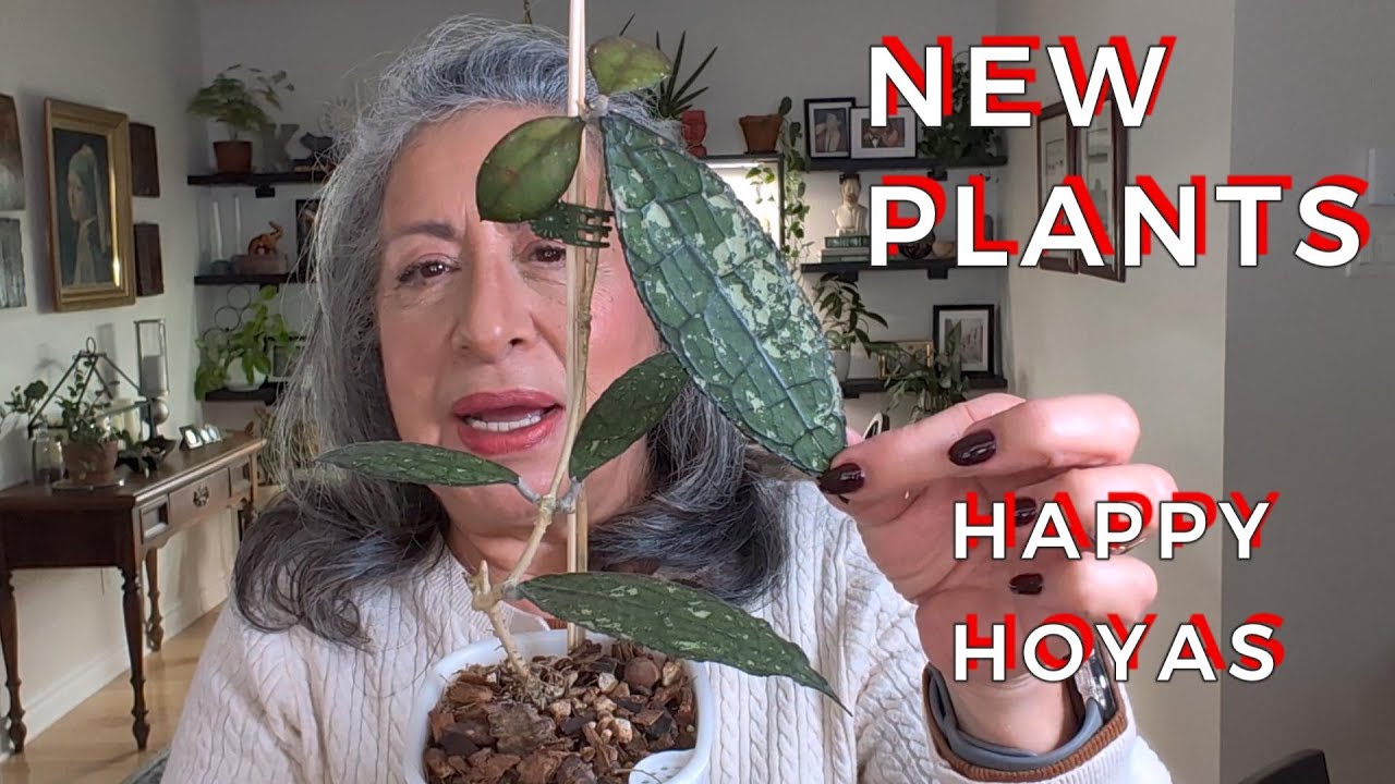 New Plant Haul! Plus My Best Performing Hoyas