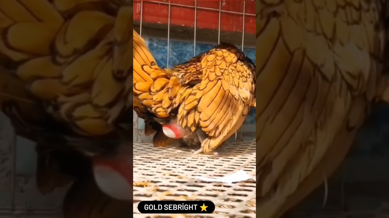 The egg laying moment of a SEBRIGHT breed hen /chicken laying moment 