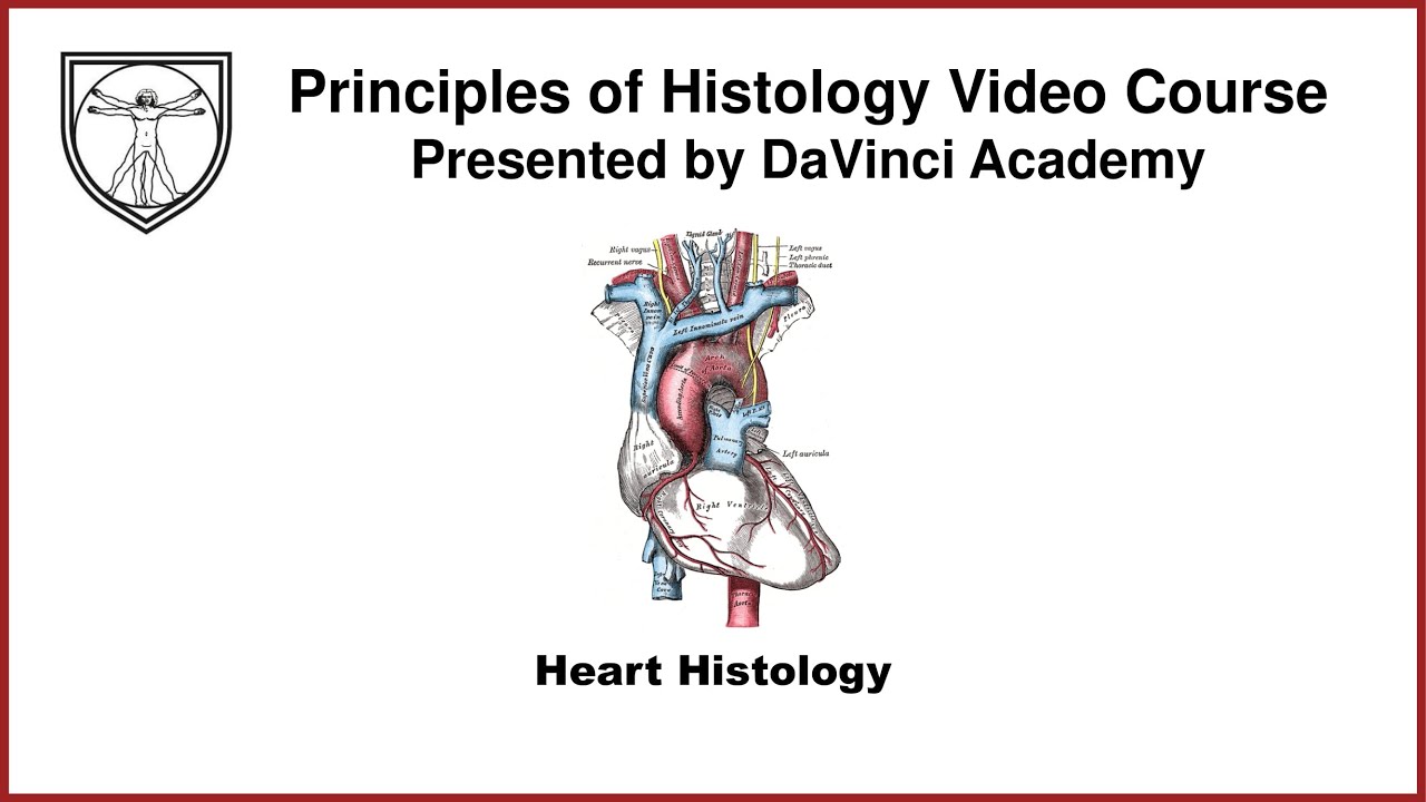 Heart Histology [Cardiovascular 4 of 4]