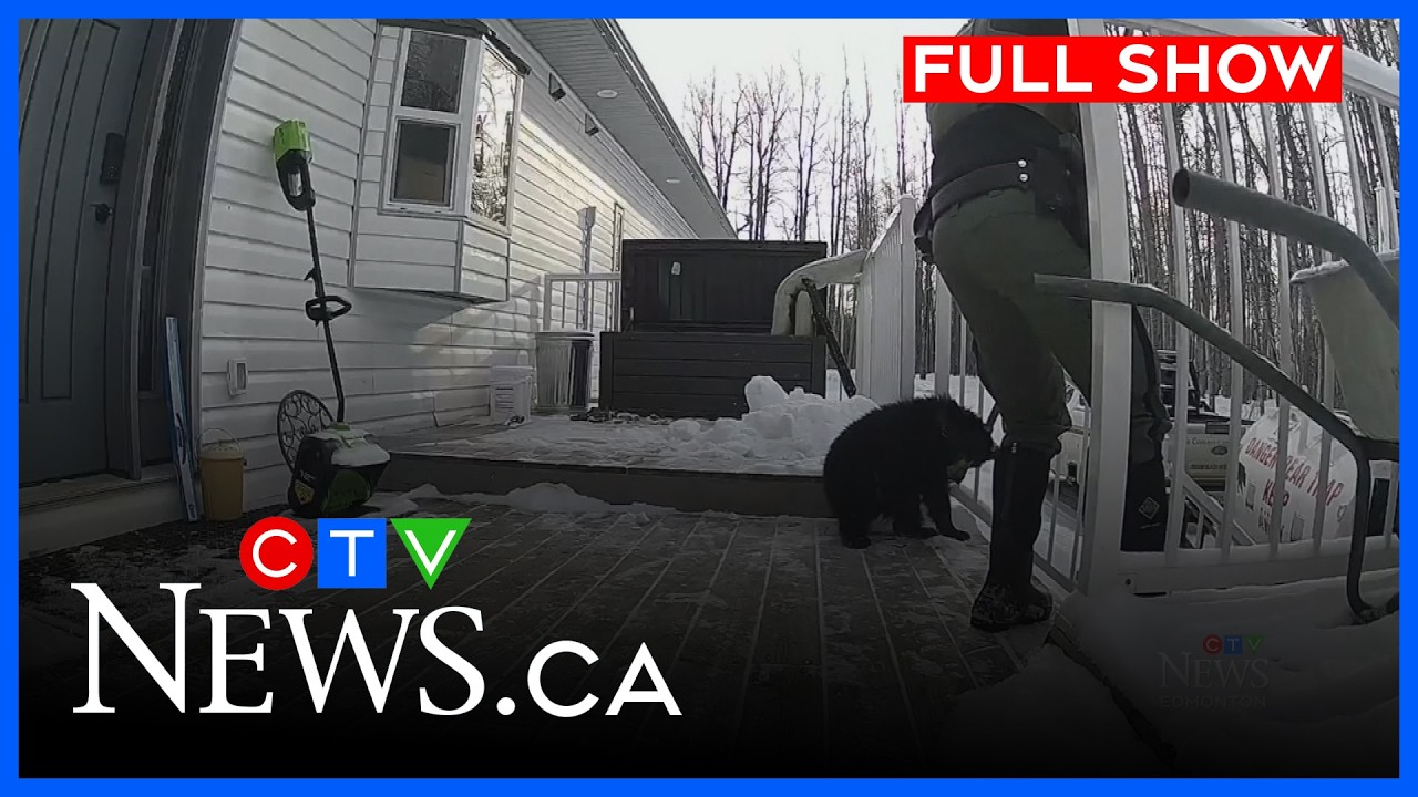 Bear cub rescued in northern Alberta | CTV News Edmonton at 11:30 for Feb. 12, 2026