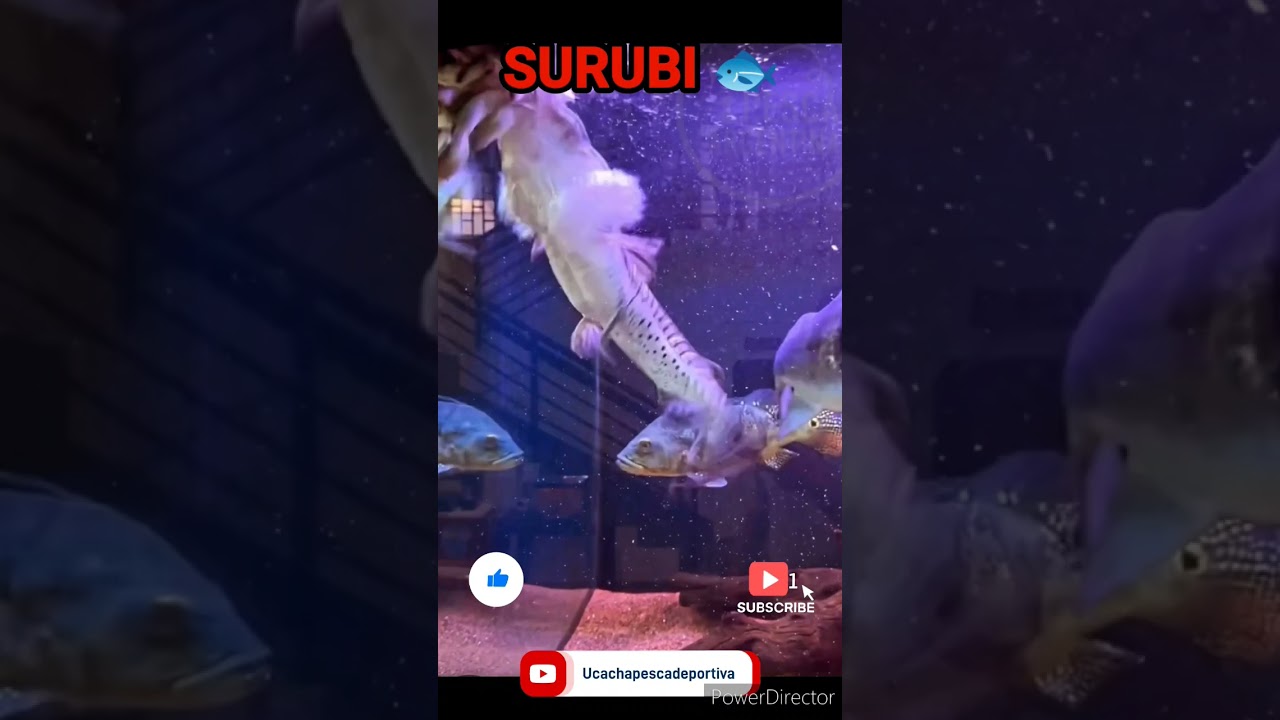SURUBI 🐟 #viral #shortvideo #pescar #pesca #pescaurbana #cordoba #surubi #surubim #tendencias