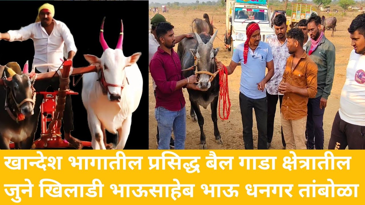 ||2007पासुन बैल गाड़ा क्षेत्रात आहे।।bhausaheb dhangar|| भाऊसाहेब धनगर|| पांतोंडा मैदान छोटी भेट||