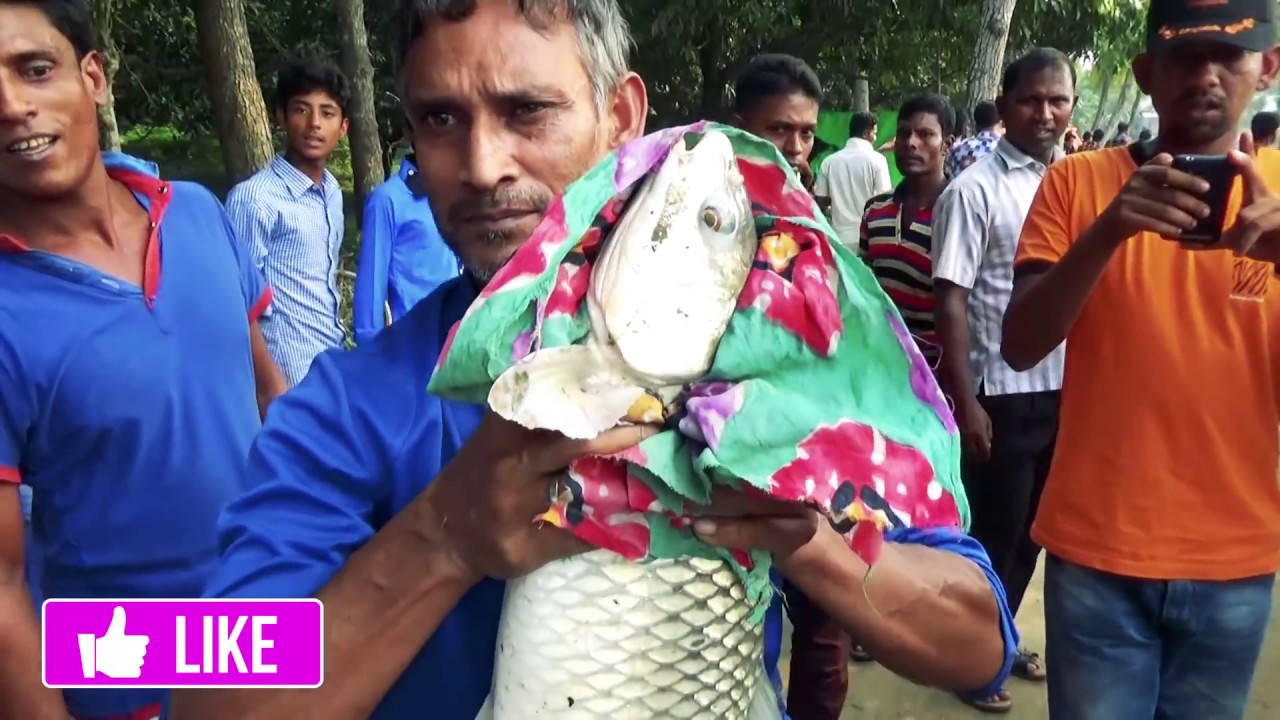 Big Mrigal Fish Hunting Videos By Fish Watching (8 kg)