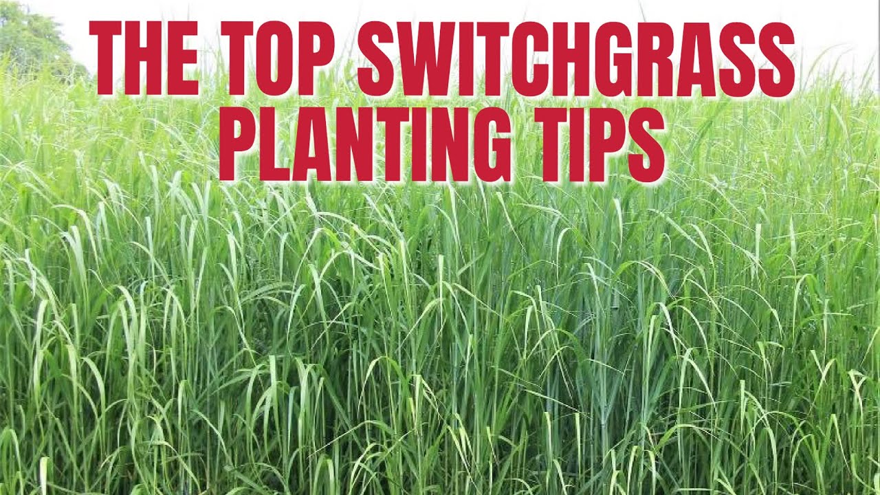 THE TOP TIPS FOR GROWING SWITCHGRASS