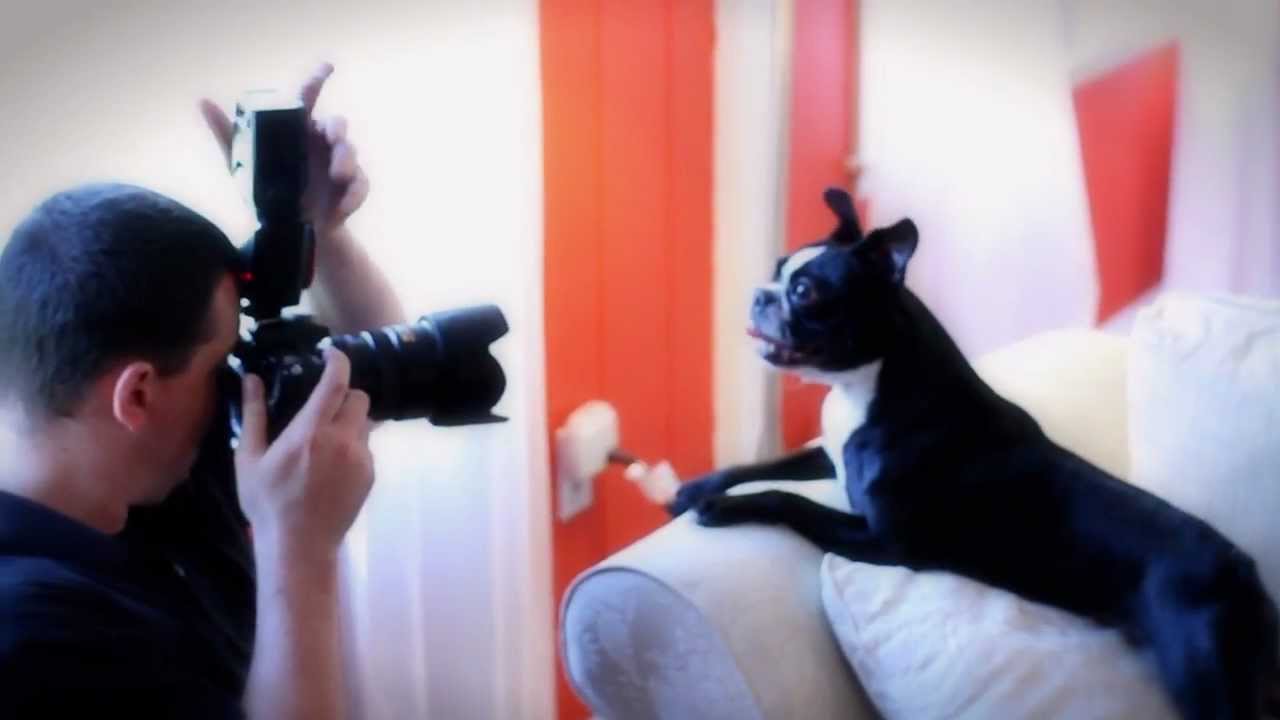 Sparenga Photography Promo - Chicago Pet Photography
