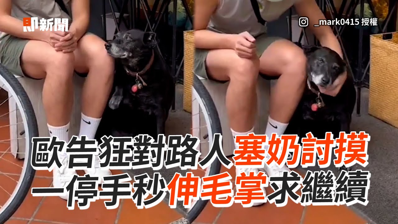 歐告對路人撒嬌討摸❤️狂伸毛掌：繼續摸～｜寵物動物｜狗狗｜精選影片
