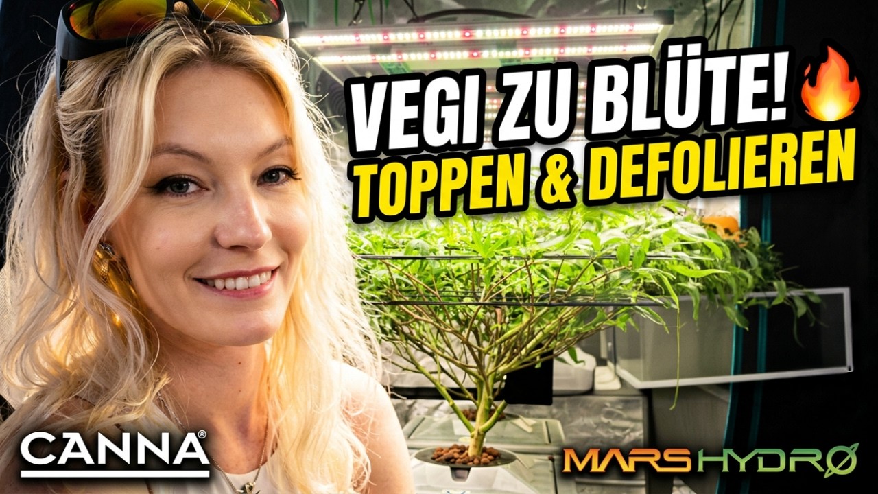Vegi zu Bl&uuml;te - die letzten vier Wochen! Toppen, defolieren, Wasserwechsel, rundum Pflege!