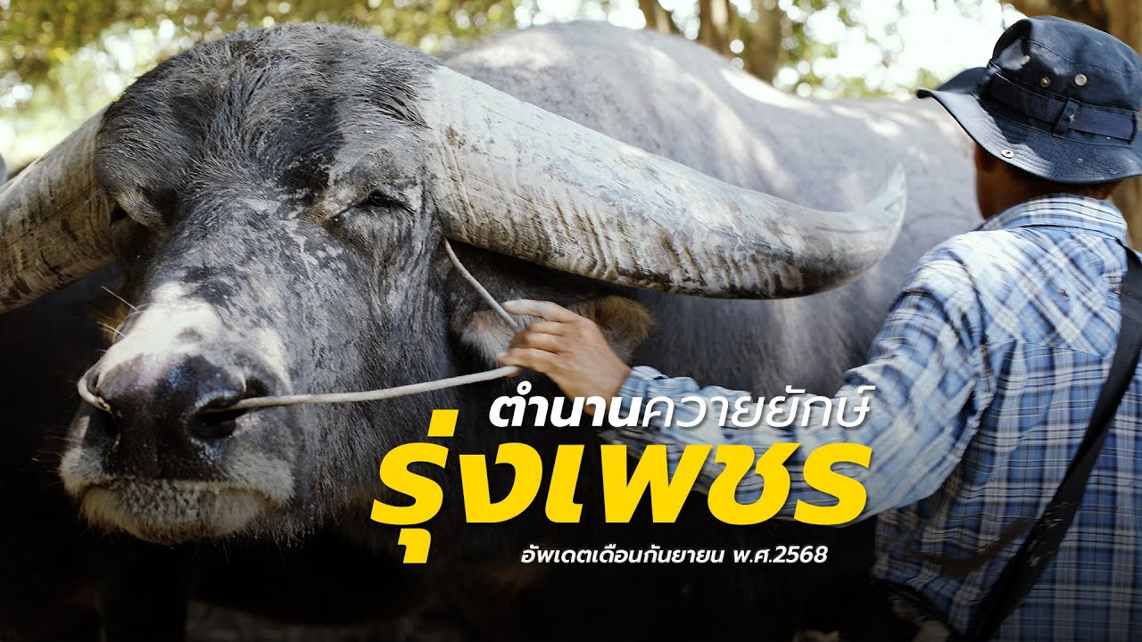 ตำนาน รุ่งเพชร ควายยักษ์ [อัพเดตฝูงควายบ้านติ๊ก] เดือนกันยายน 2568