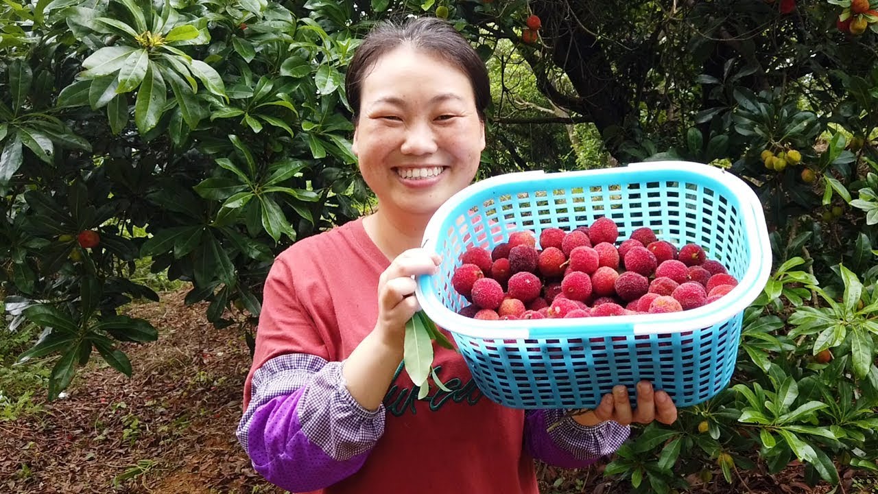 摘楊梅丨去大姑家摘楊梅，媳婦高興壞了，顧不上孩子自己先吃了