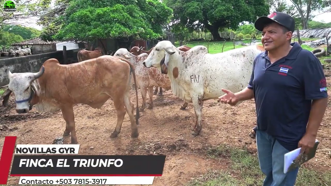 Como se selecciona la genetica para que el Gyr sea lechero | El Salvador en el Campo